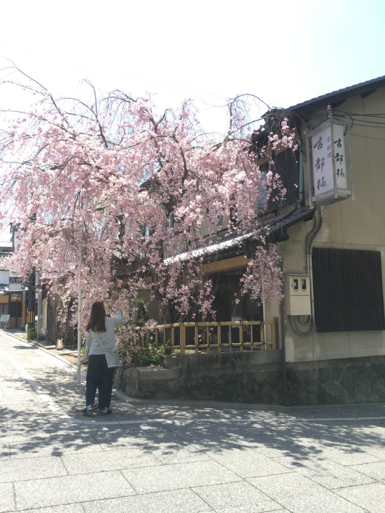 桜の木に被る電線を除去した後の画像