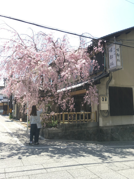 桜の木に被る電線を除去する前の画像